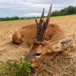 S&eacute;jour chasse tir d'&eacute;t&eacute;  - Charente - d&eacute;but Juillet