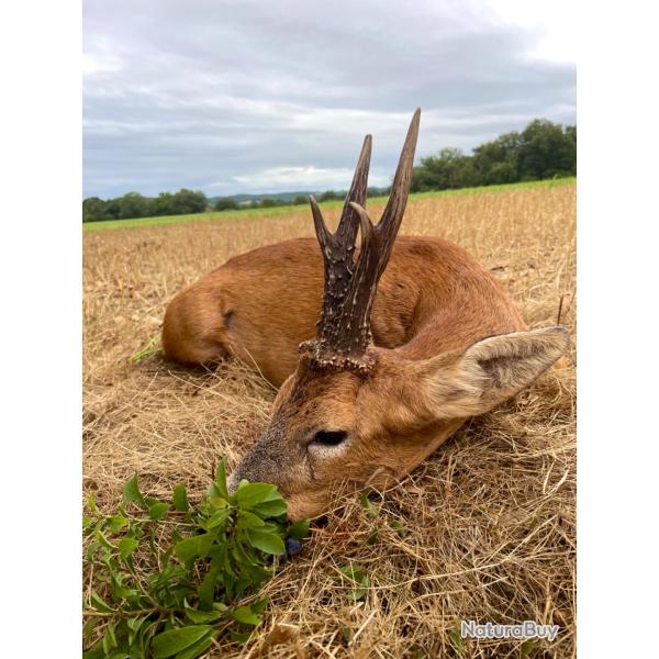 S�jour chasse tir d'�t�  - Charente - d�but Juillet