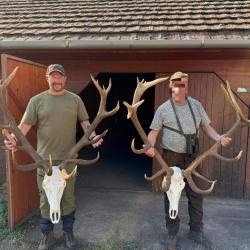 La chasse du cerf en Hongrie
