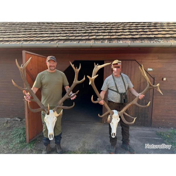 La chasse du cerf en Hongrie