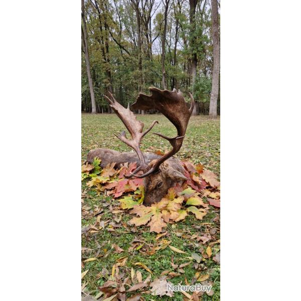 La chasse du daim en Hongrie