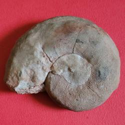 RARE - NAUTILE Fossilis&eacute; - Origine SAHARA