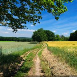 recherche action de chasse petit gibier dept 77, 78, 91