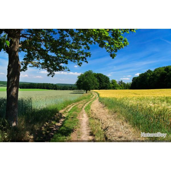 recherche action de chasse petit gibier dept 77, 78, 91