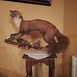 Vends lot animaux et oiseaux naturalis&eacute;s en bon &eacute;tat de conservation.