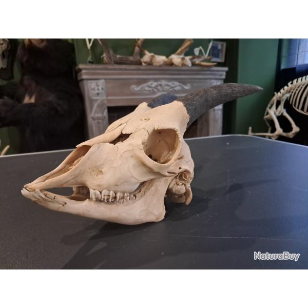 Cr�ne de ch�vre juv�nile #0602(3)