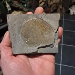 Ammonite #0709(3)