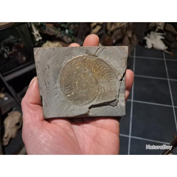 Ammonite #0709(3)