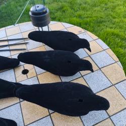 Article pour r&eacute;gulation des corvid&eacute;s