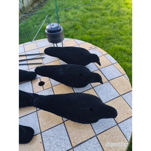 Article pour r�gulation des corvid�s