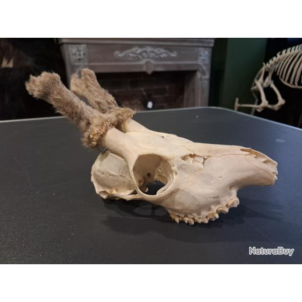 Cr�ne de chevreuil en velours #07031