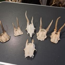 Lot de 6 massacres de chevreuil #07032