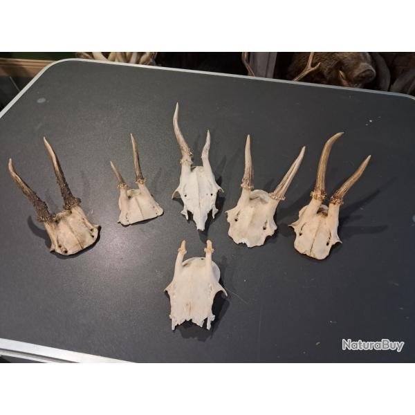 Lot de 6 massacres de chevreuil #07032