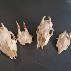 Lot de 4 massacres de chevreuil #07034