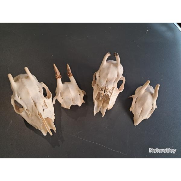 Lot de 4 massacres de chevreuil #07034