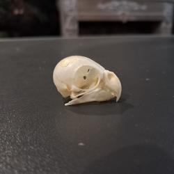 Cr&acirc;ne de Calopsitte &eacute;l&eacute;gante ; Nymphicus hollandicus #0303(3)