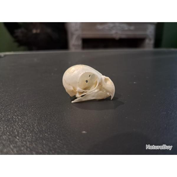 Cr�ne de Calopsitte �l�gante ; Nymphicus hollandicus #0303(3)