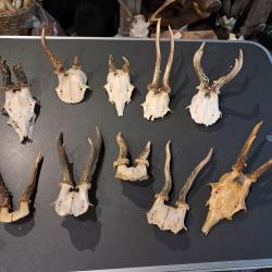 Lot de 10 massacres de chevreuil #07036