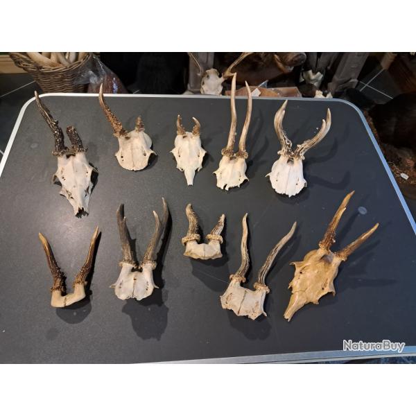 Lot de 10 massacres de chevreuil #07036