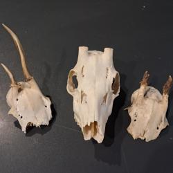 Lot de 3 massacres de chevreuil #07035