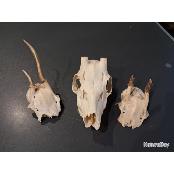 Lot de 3 massacres de chevreuil #07035