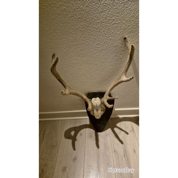 Massacre d'un cerf 10 cors en velours