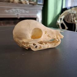 Cr&acirc;ne de marcassin; Sus scrofa #0303(3)