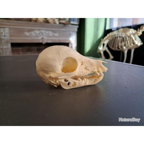 Cr�ne de marcassin; Sus scrofa #0303(3)