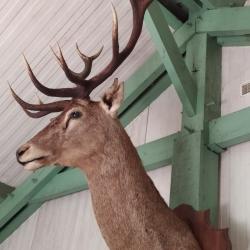 T&ecirc;te de cerf 13 cors