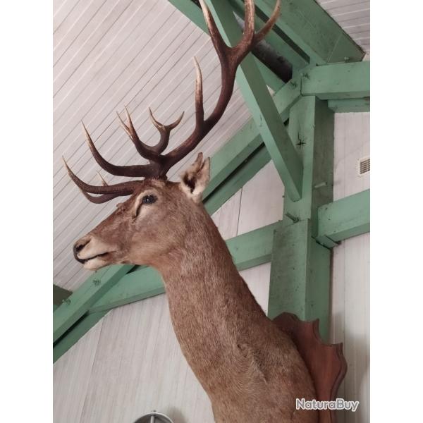T�te de cerf 13 cors