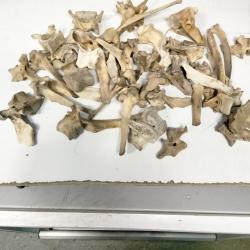 Vert&egrave;bre chevreuil et sanglier