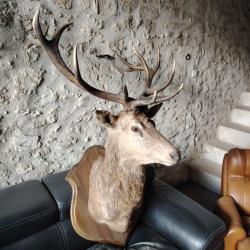 Troph&eacute;e cerf