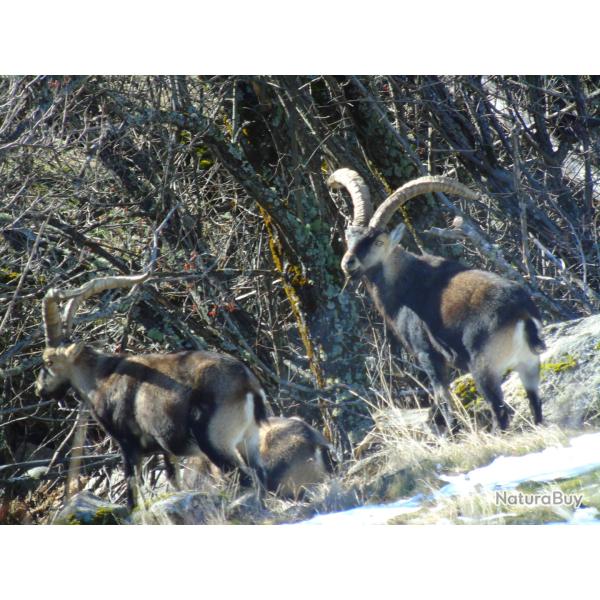 S�jours Chasse de l'IBEX
