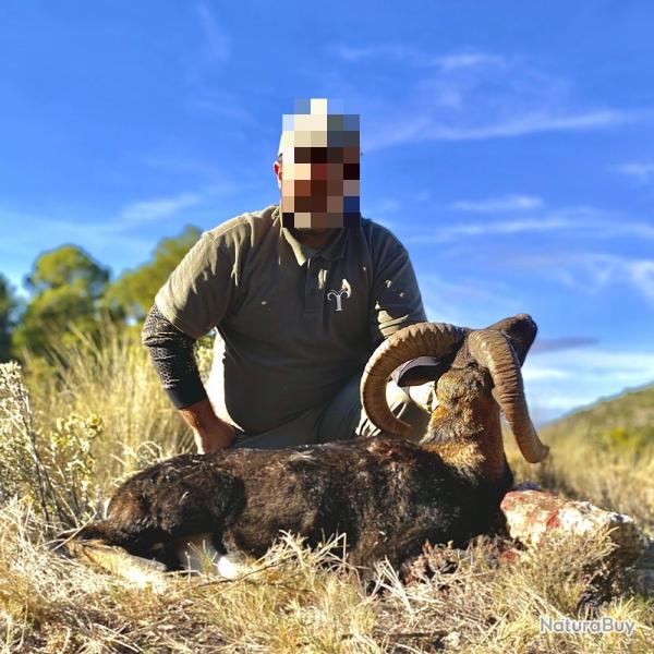 Mouflon � l'approche