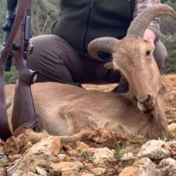 Chasse Mouflon &agrave; Manchettes