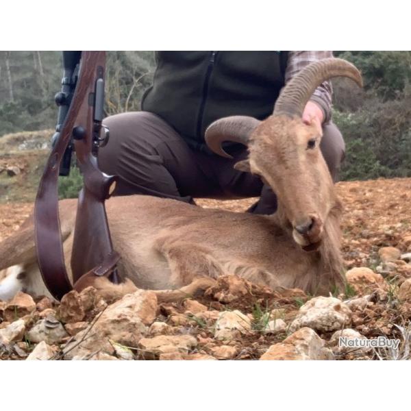 Chasse Mouflon � Manchettes
