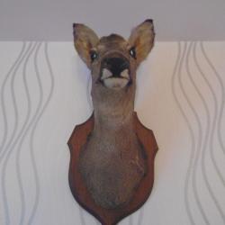 T&ecirc;te de chevreuil