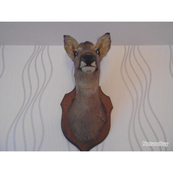 T�te de chevreuil