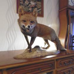 RENARD taxidermie
