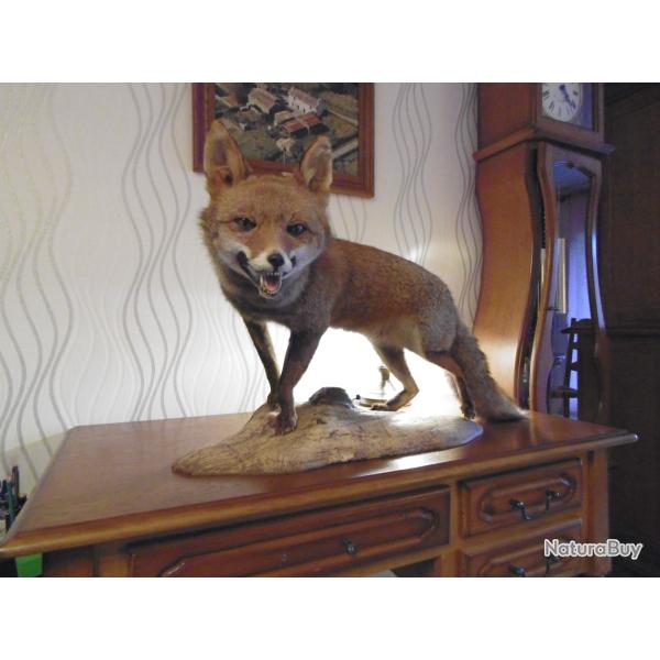 RENARD taxidermie