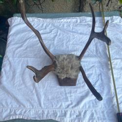 Ancien massacre corne bois d'animaux