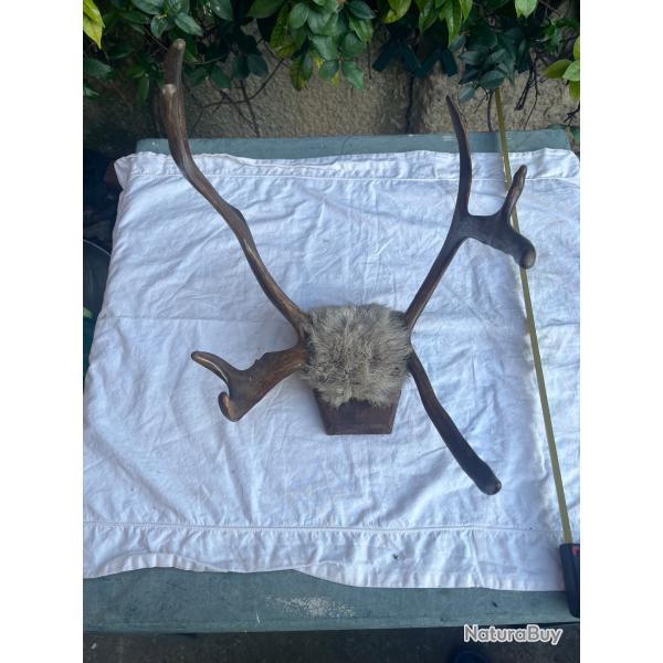 Ancien massacre corne bois d'animaux