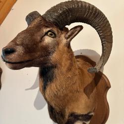 troph&eacute;e d'un Mouflon Ovis des Pyr&eacute;n&eacute;es