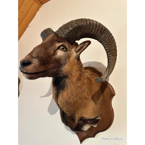 troph�e d'un Mouflon Ovis des Pyr�n�es