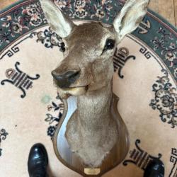 troph&eacute;e biche for&ecirc;t de Charentes