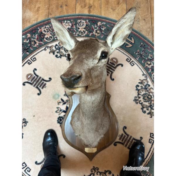 troph�e biche for�t de Charentes