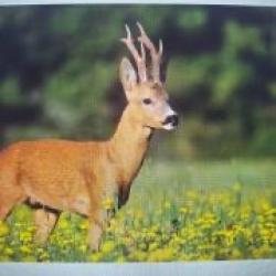 Chevreuil &agrave; l'approche