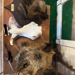 2 troph&eacute;es sangliers