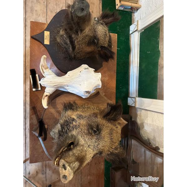 2 troph�es sangliers