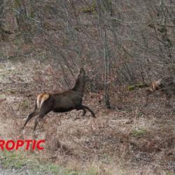 Lunette TIROPTIC 1-8X24 R&eacute;ticule rapide lumineux. Vid&eacute;o YouTube